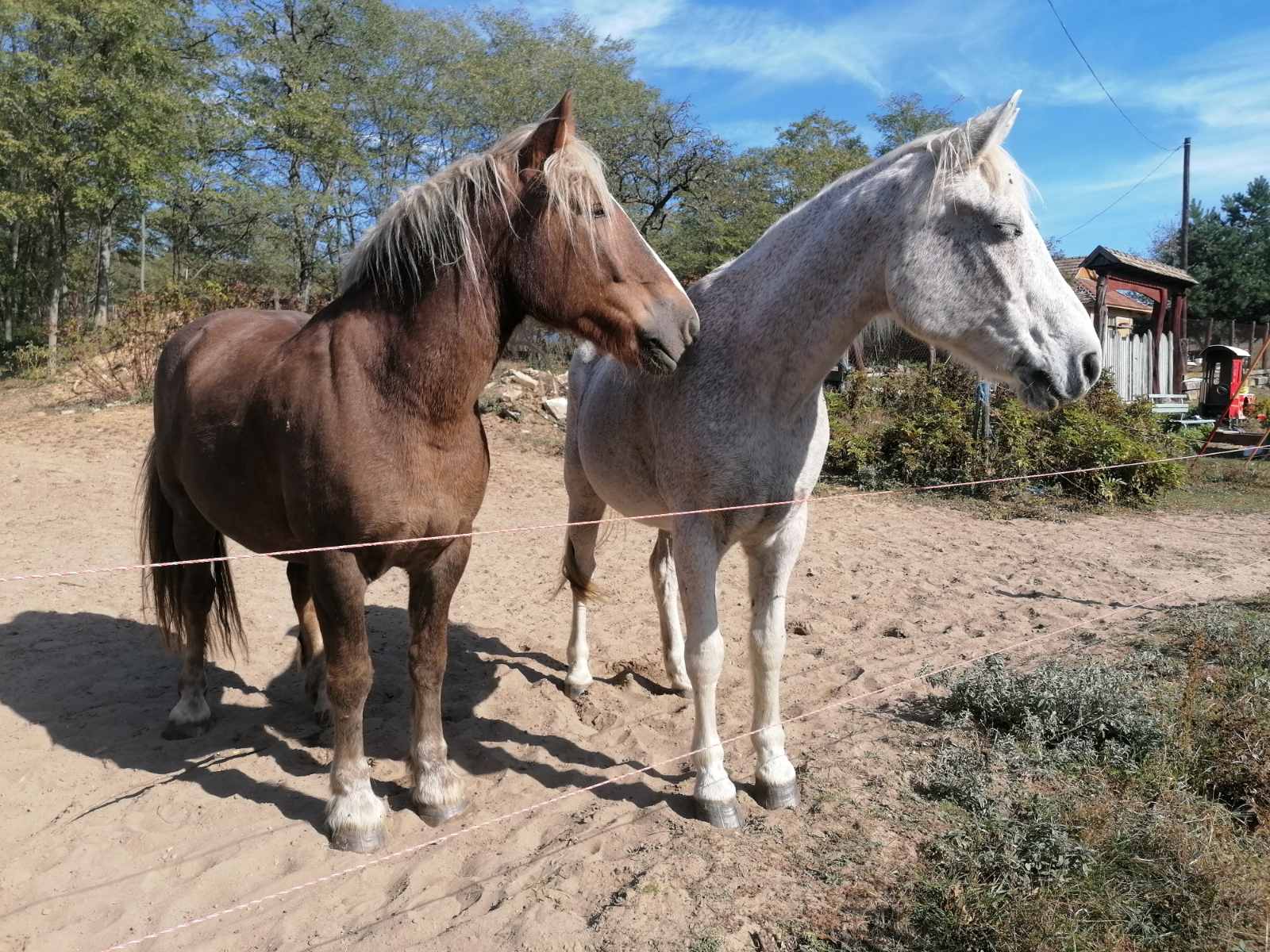 Borsó és Guszti a villanypásztornál