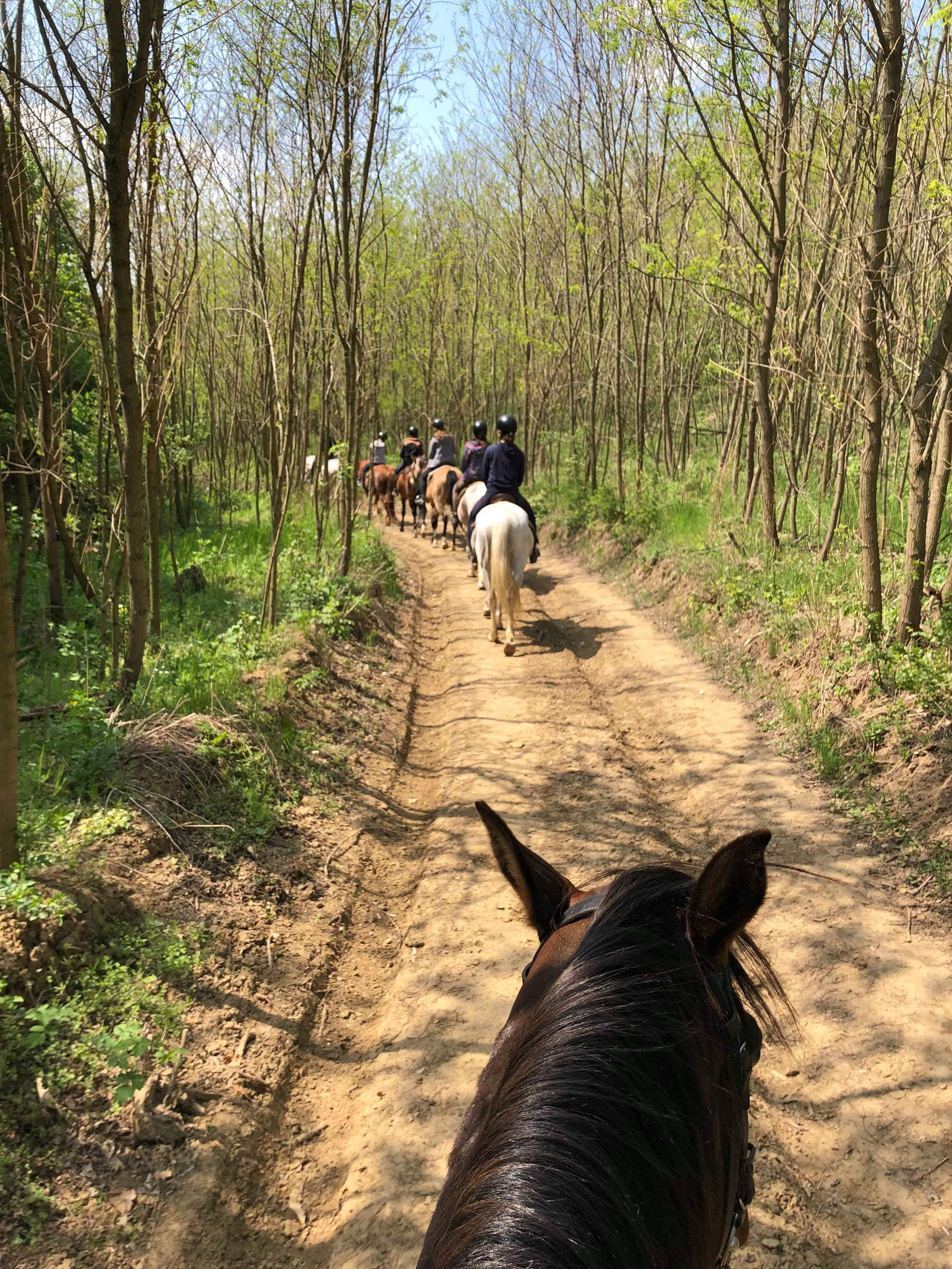 Erdőben hátulról sok lovas